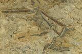 Ordovician Fossil Crinoid Plate - Marzane, Morocco #287734-2